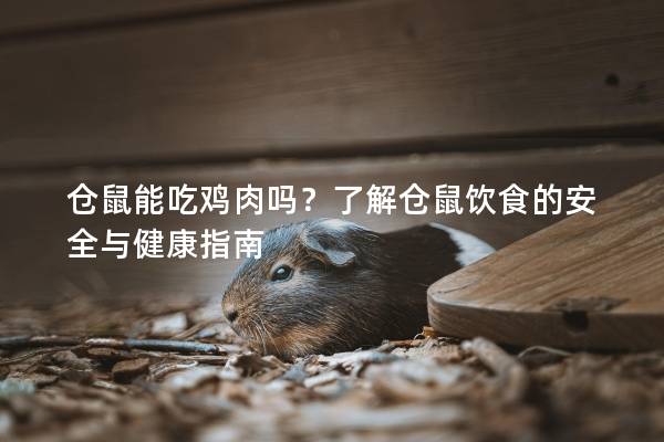 仓鼠能吃鸡肉吗？了解仓鼠饮食的安全与健康指南