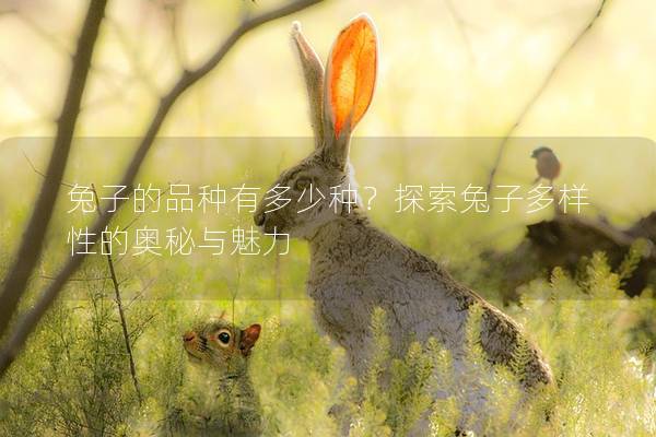 兔子的品种有多少种？探索兔子多样性的奥秘与魅力