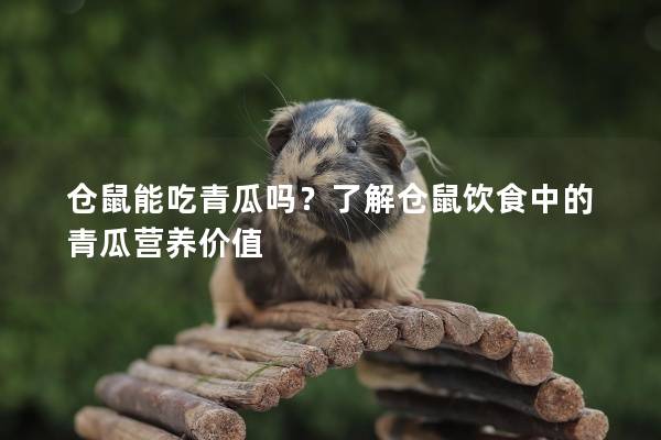 仓鼠能吃青瓜吗？了解仓鼠饮食中的青瓜营养价值