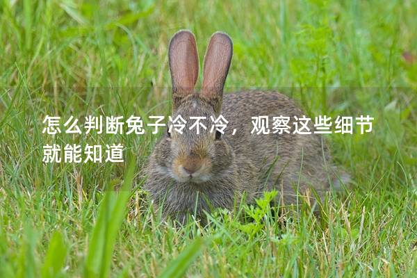 怎么判断兔子冷不冷，观察这些细节就能知道