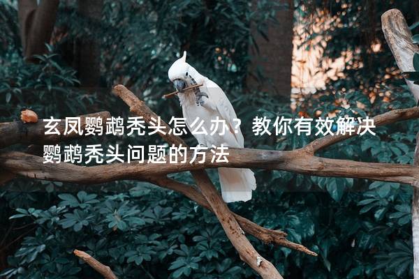 玄凤鹦鹉秃头怎么办？教你有效解决鹦鹉秃头问题的方法