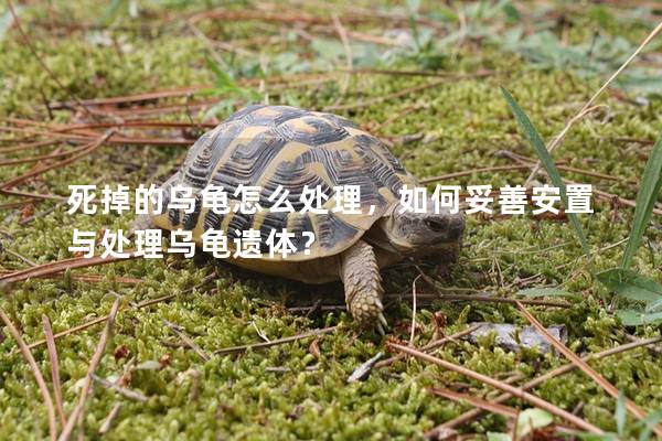 死掉的乌龟怎么处理，如何妥善安置与处理乌龟遗体？