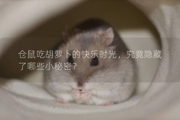 仓鼠吃胡萝卜的快乐时光，究竟隐藏了哪些小秘密？
