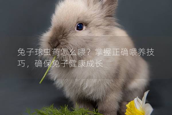 兔子球虫药怎么喂？掌握正确喂养技巧，确保兔子健康成长