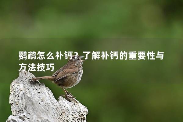 鹦鹉怎么补钙？了解补钙的重要性与方法技巧