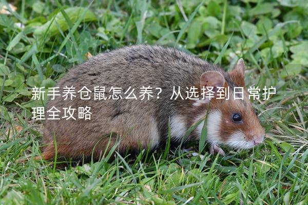 新手养仓鼠怎么养？从选择到日常护理全攻略
