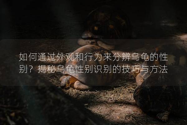 如何通过外观和行为来分辨乌龟的性别？揭秘乌龟性别识别的技巧与方法