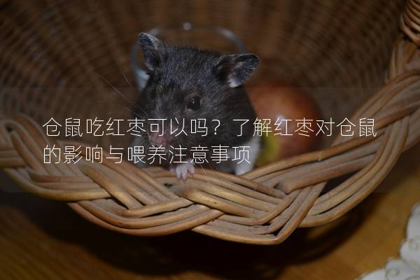 仓鼠吃红枣可以吗？了解红枣对仓鼠的影响与喂养注意事项