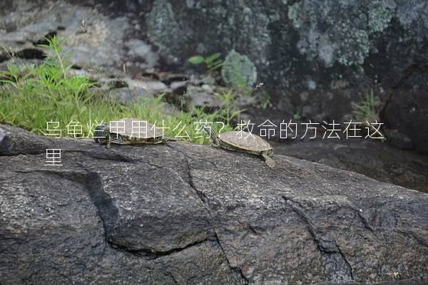 乌龟烂甲用什么药？救命的方法在这里