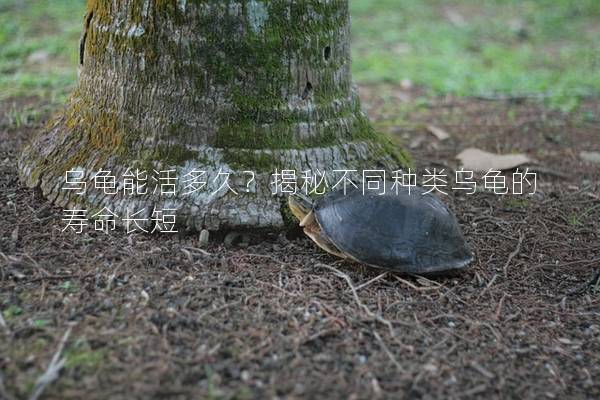 乌龟能活多久？揭秘不同种类乌龟的寿命长短