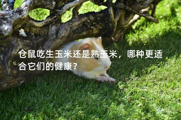 仓鼠吃生玉米还是熟玉米，哪种更适合它们的健康？