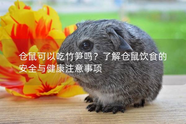 仓鼠可以吃竹笋吗？了解仓鼠饮食的安全与健康注意事项