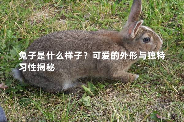 兔子是什么样子？可爱的外形与独特习性揭秘