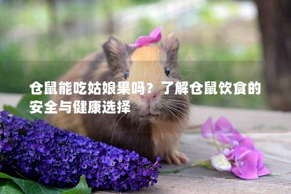 仓鼠能吃姑娘果吗？了解仓鼠饮食的安全与健康选择