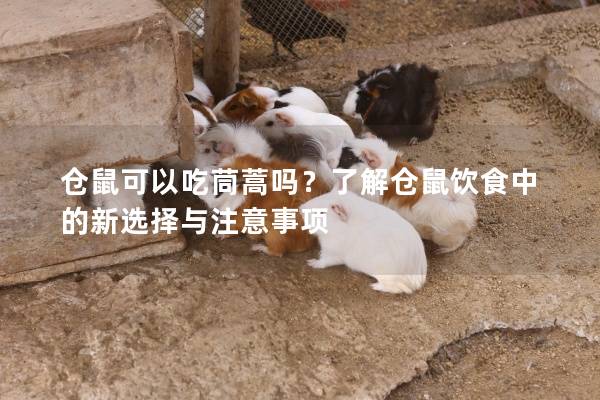 仓鼠可以吃茼蒿吗？了解仓鼠饮食中的新选择与注意事项
