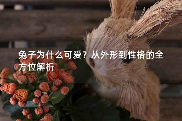 兔子为什么可爱？从外形到性格的全方位解析