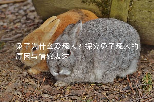 兔子为什么爱舔人？探究兔子舔人的原因与情感表达