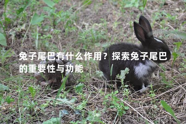 兔子尾巴有什么作用？探索兔子尾巴的重要性与功能