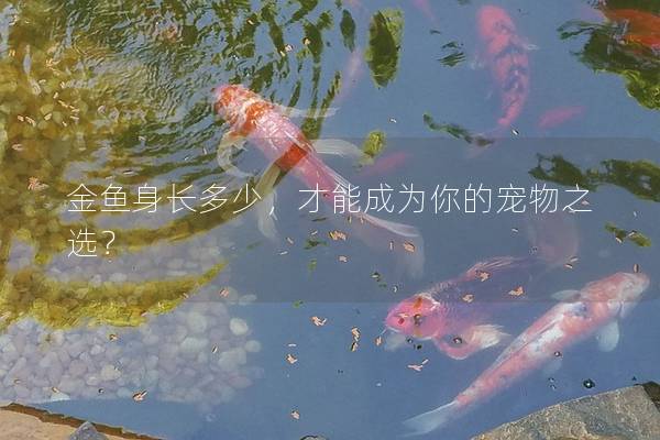 金鱼身长多少，才能成为你的宠物之选？