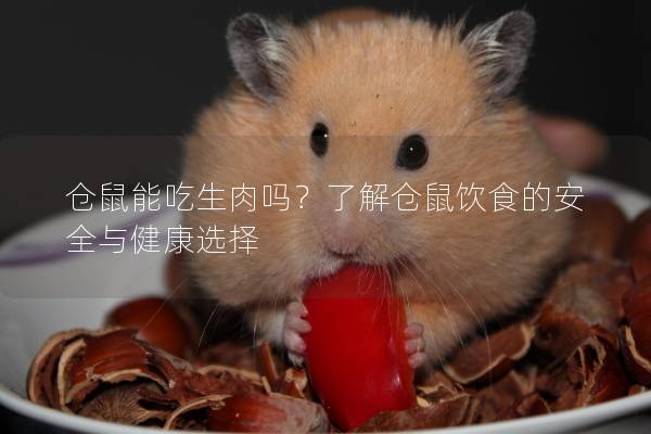 仓鼠能吃生肉吗？了解仓鼠饮食的安全与健康选择