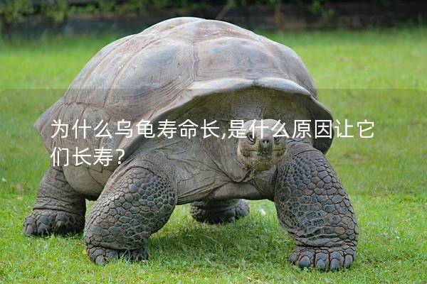 为什么乌龟寿命长,是什么原因让它们长寿？