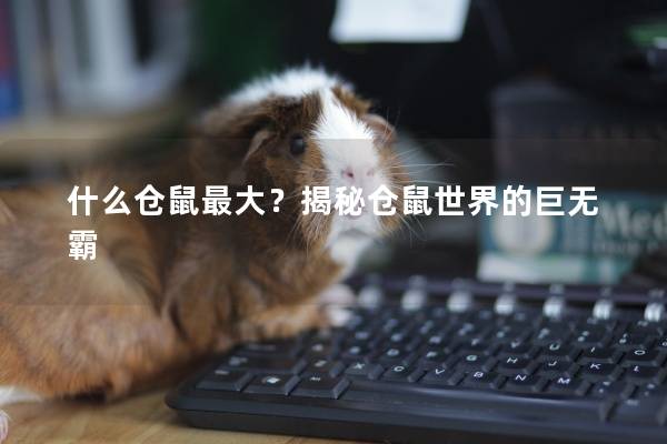 什么仓鼠最大？揭秘仓鼠世界的巨无霸