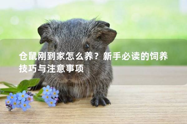 仓鼠刚到家怎么养？新手必读的饲养技巧与注意事项