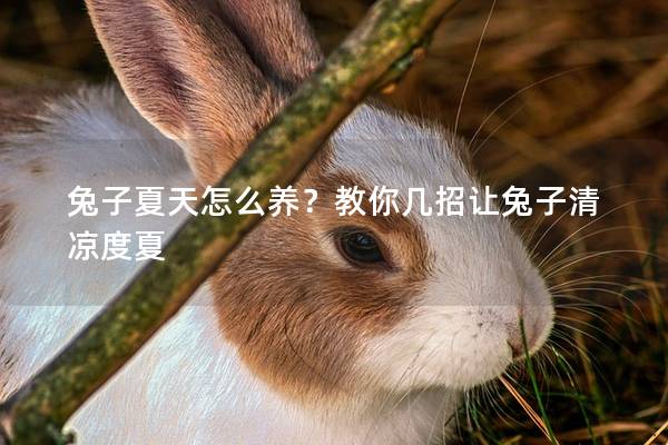 兔子夏天怎么养？教你几招让兔子清凉度夏