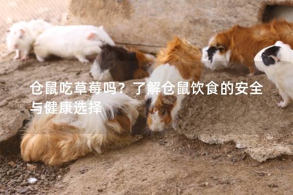 仓鼠吃草莓吗？了解仓鼠饮食的安全与健康选择
