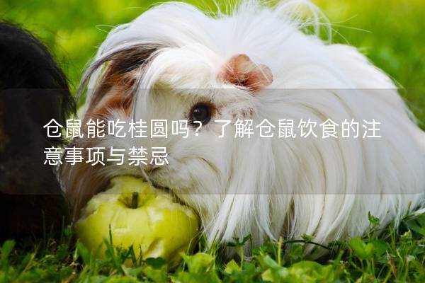 仓鼠能吃桂圆吗？了解仓鼠饮食的注意事项与禁忌
