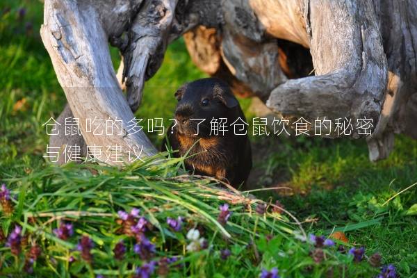 仓鼠吃的多吗？了解仓鼠饮食的秘密与健康建议
