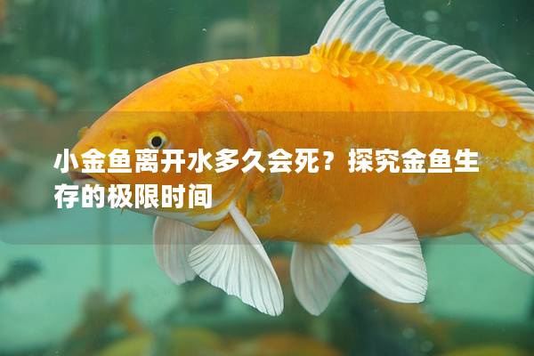 小金鱼离开水多久会死？探究金鱼生存的极限时间