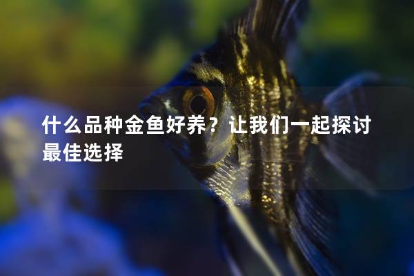 什么品种金鱼好养？让我们一起探讨最佳选择