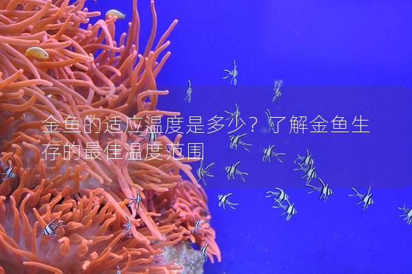 金鱼的适应温度是多少？了解金鱼生存的最佳温度范围