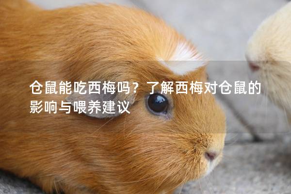 仓鼠能吃西梅吗？了解西梅对仓鼠的影响与喂养建议