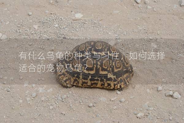 有什么乌龟的种类与习性，如何选择适合的宠物乌龟？