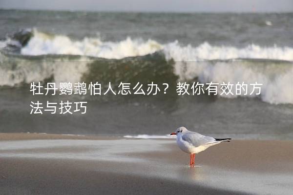 牡丹鹦鹉怕人怎么办？教你有效的方法与技巧