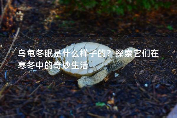 乌龟冬眠是什么样子的？探索它们在寒冬中的奇妙生活