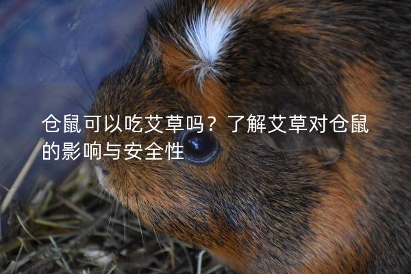 仓鼠可以吃艾草吗？了解艾草对仓鼠的影响与安全性