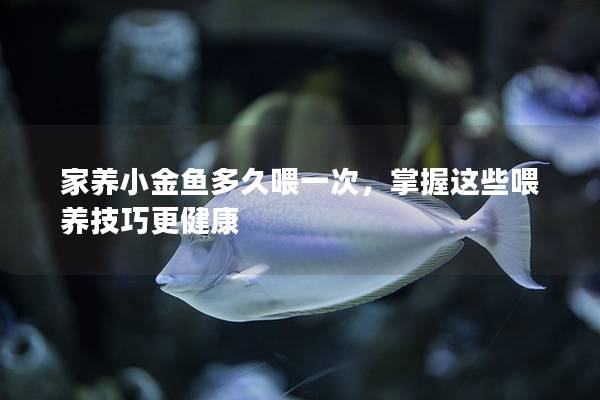 家养小金鱼多久喂一次，掌握这些喂养技巧更健康