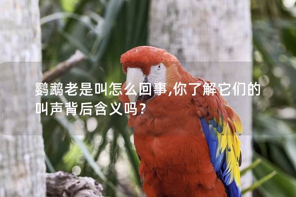 鹦鹉老是叫怎么回事,你了解它们的叫声背后含义吗？