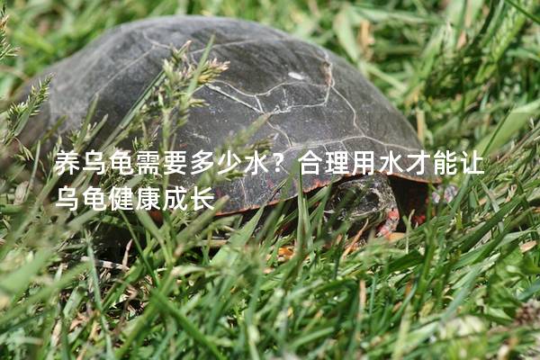 养乌龟需要多少水？合理用水才能让乌龟健康成长