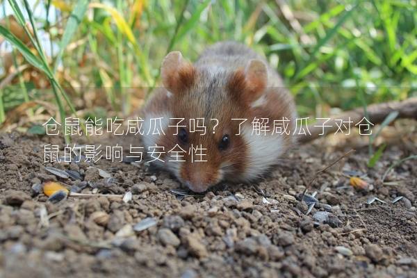 仓鼠能吃咸瓜子吗？了解咸瓜子对仓鼠的影响与安全性