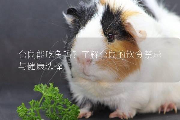 仓鼠能吃鱼吗？了解仓鼠的饮食禁忌与健康选择