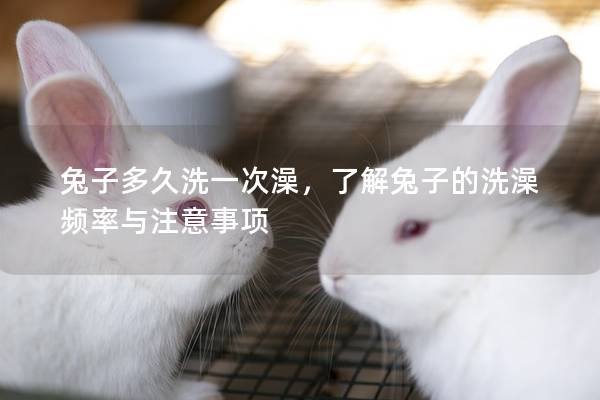 兔子多久洗一次澡，了解兔子的洗澡频率与注意事项