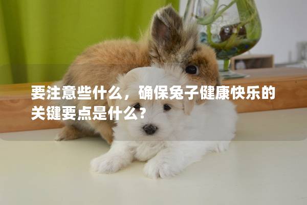 要注意些什么，确保兔子健康快乐的关键要点是什么？
