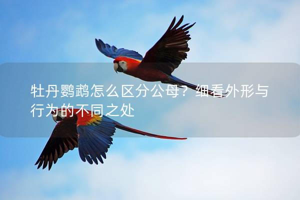 牡丹鹦鹉怎么区分公母？细看外形与行为的不同之处