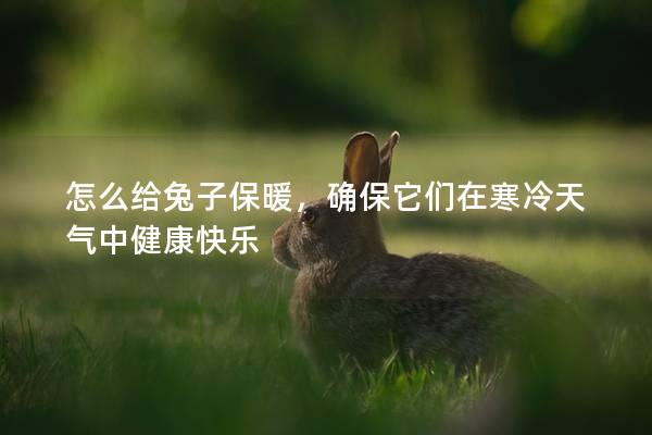 怎么给兔子保暖，确保它们在寒冷天气中健康快乐
