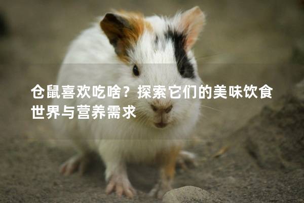 仓鼠喜欢吃啥？探索它们的美味饮食世界与营养需求