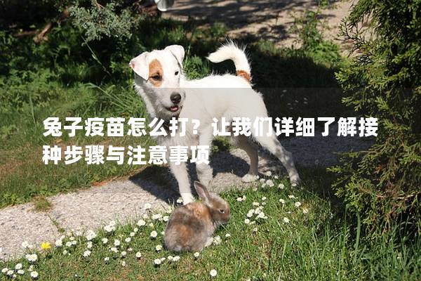兔子疫苗怎么打？让我们详细了解接种步骤与注意事项